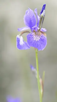German Iris Drucke: German Iris (Iris germanica), Stuttgart