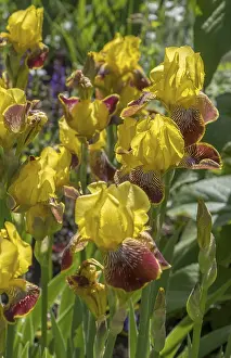 Spring Bloomer Germany Drucke: German iris (Iris xgermanica)