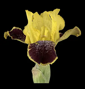 Uninhabited Botanical Garden Drucke: German iris (Iris xgermanica)