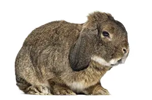 Lagomorpha Animal Photo Drucke: German Rabbit Ram isolated on white
