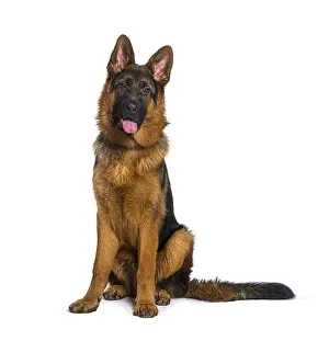 Alsatian Dog Breed Drucke: German shepherd