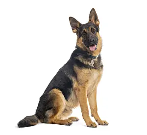 Guard Dog Drucke: German shepherd with collar sitting and panting