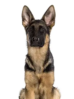 German Shepherd Drucke: German Shepherd looking at camera against white background