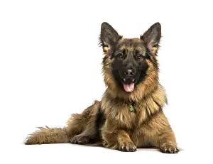 German Shepherd Drucke: German Shepherd lying against white background