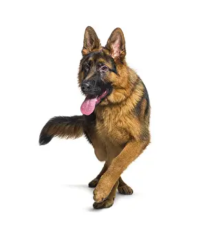 German Shepherd Drucke: German shepherd panting and walking towards the camera
