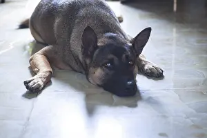 Pedigree Dog Looking At Camera Drucke: German Shepherd resting on tile floor and looking at the camera