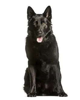 German Shepherd Drucke: German Shepherd sitting against white background