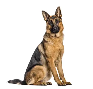 German Shepherd Drucke: German Shepherd sitting in front of white background