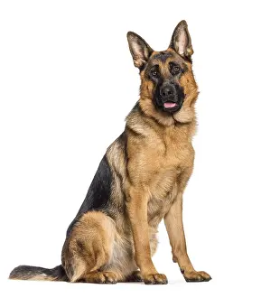German Shepherd Drucke: German Shepherd sitting in front of white background