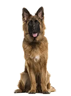 German Shepherd Drucke: German Shepherd sitting in front of a white background
