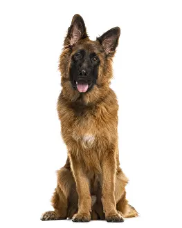 German Shepherd Drucke: German Shepherd sitting in front of a white background