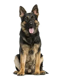 German Shepherd Drucke: German Shepherd sitting in front of a white background