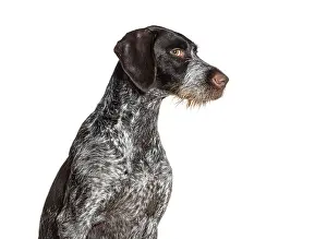 German Shorthaired Pointer Drucke: German shorthaired pointer dog leering at the camera