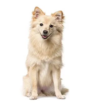 Domestic Animal Photo Drucke: German Spitz sitting in front of a white background