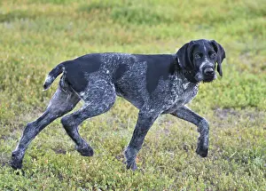 Deserted Landscape Wildlife Photos Drucke: German wirehaired pointer or Drahthaar (Deutsch Drahthaar)