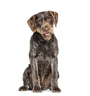 Pedigree Dog Portrait Photography Drucke: German Wirehaired Pointer also know as Drahthaar sitting against white background