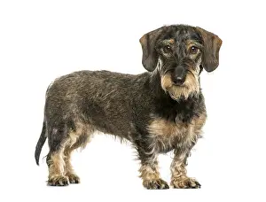 Thoroughbred Dog Head Shot Drucke: German Wirehaired Pointer in front of white background