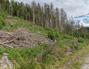 Bilder Datiert 12. Juni 2024: Germany greiz print bark beetle damage cultivated landscape