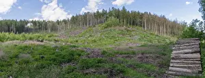 Bilder Datiert 12. Juni 2024: Germany greiz print bark beetle damage cultivated landscape