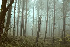 Autumnal Atmosphere Drucke: Germany, Greiz, Greiz-Werdauer-Wald
