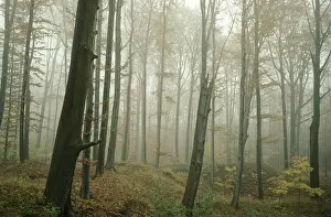 Central European Forest Landscapes Drucke: Germany, Greiz, Greiz-Werdauer-Wald