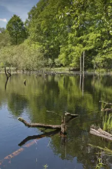 Thuringia Nature Reserve Drucke: Germany, Greiz, Struth, Thuringia
