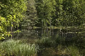 Thuringia Landscape Drucke: Germany, Greiz, Struth, Thuringia