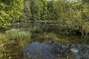 Nature Conservation Area Drucke: Germany, Greiz, Struth, Thuringia