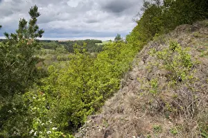 Germany Landscape Photography Drucke: Germany, Greiz, Teufelsberg, Thuringia