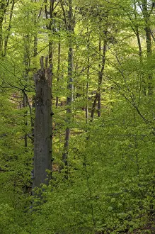 Deciduous Forest Germany Drucke: Germany, Greiz, Thuringia, old wood