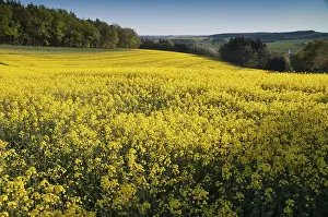 German Landscape Photography Drucke: Germany, Greiz, Thuringia, Thuringia