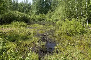 Nature Conservation Area Germany Drucke: Germany, Greiz, Thuringia, Thuringia