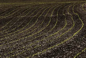 Maize Field Drucke: Germinating maize plants in rows