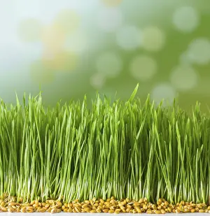 Young Wheat Drucke: Germs of young wheat in herb