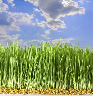 Balanced Diet Groceries Drucke: Germs of young wheat in herb