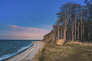 Evening Light In Europe Drucke: Ghost forest with cliffs, beach and the Baltic Sea in spring at sunset