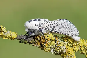 Drucke von Riesenleopardmotte (Hypercompe scribonia) sitzt auf einem Ast, der mit Flechten bedeckt ist, Motte, Bärenmotte, Altmühltal, Fränkisches Seenland, Mittelfranken, Franken , Bayern , Deutschland Leopardenfalter Drucke: Riesenleopardmotte (Hypercompe scribonia) ruht auf einem Ast