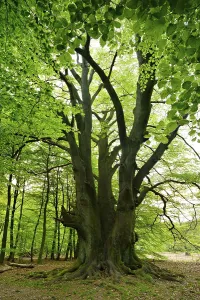 European Beech Woodland Drucke: Giant multi-stem Common beech (Fagus sylvatica) in the forest
