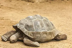 Schildkröte Drucke: Riesengewächs-Frosch