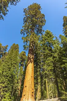 Giant Sequoia Tree Drucke: Giant sequoia tree trunk extending upwards