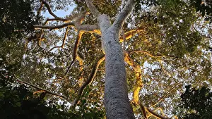 Tropical Jungle Scenery Drucke: Giant tree in the rainforest in the evening light