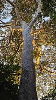 Tropical Jungle Scenery Drucke: Giant tree in the rainforest in the evening light