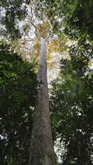 Tropical Jungle Scenery Drucke: Giant tree in the rainforest in the evening light