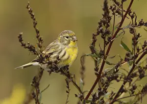 Finch Photography Drucke: Gilitz, Serinus serinus, sitting on branch