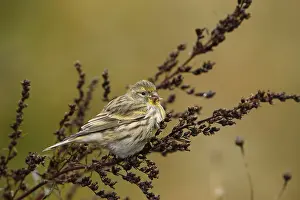 Natural Environment Bird Images Drucke: Gilitz, Serinus serinus, sitting on branch