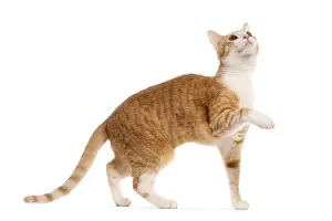 Ginger Cat Drucke: Ginger cat walking gracefully on a white background