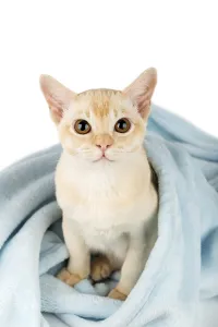Cute Cat Drucke: Ginger kitten hiding under blue blanket