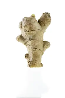 Studio Shot Of Ginger Drucke: Ginger Root (Zingiberaceae)