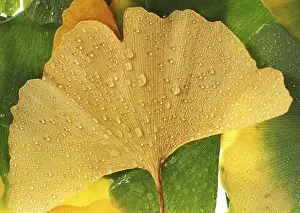 Dew Drop On Leaf Drucke: Ginkgo leaf