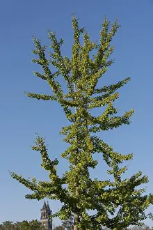 German Cathedral Architecture Drucke: Ginkgo tree in front of a cloudless sky